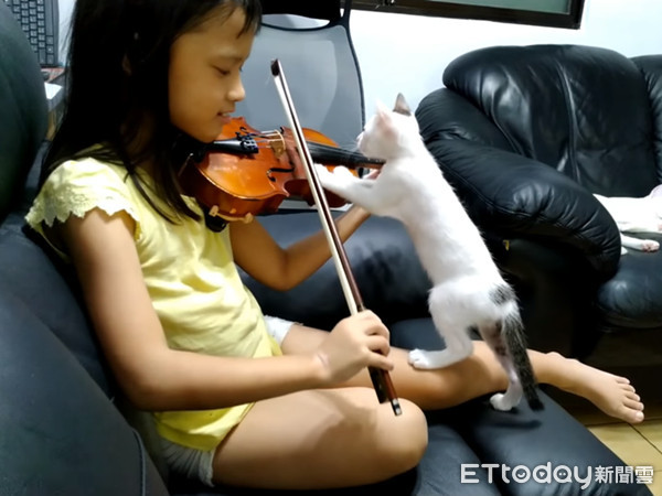 ▲驗收小提琴的白貓白龍。（圖／主人王太太提供，請勿隨意翻拍，以免侵權。）