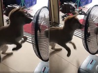▲阿柴成電扇魔汪，隨扇葉轉動30圈不頭暈。（圖／網友李進授權提供）