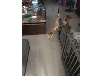 ▲阿柴成電扇魔汪，隨扇葉轉動30圈不頭暈。（圖／網友李進授權提供）