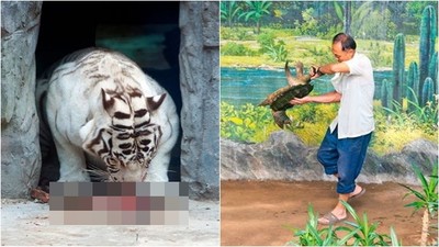 虎媽媽誕下死胎沒人管　野蠻北韓動物園　馴獸師手抓海龜尾巴亂甩