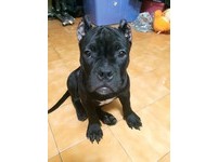 惡霸犬MC來，媽拿女兒小內褲改造。（圖／飼主劉冰冰提供，請勿隨意翻拍，以免侵權。）