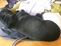 惡霸犬MC來，媽拿女兒小內褲改造。（圖／飼主劉冰冰提供，請勿隨意翻拍，以免侵權。）