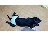 惡霸犬MC來，媽拿女兒小內褲改造。（圖／飼主劉冰冰提供，請勿隨意翻拍，以免侵權。）