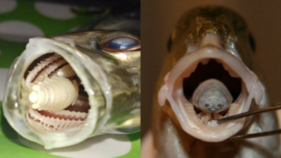 扳開魚嘴..神祕生物猛瞪！海中狠角色「魚蝨」　假裝舌頭搜刮食物