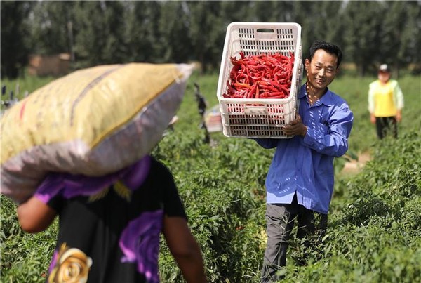 ▲▼河北阜城鼓勵農民種植特色辣椒。（圖／翻攝自河北新聞網）