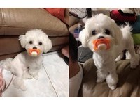 可愛的小布點個性很黏人，常常黏著媽媽一刻也不放人。