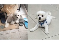 一含住整個愛到無法自拔，死都不願放下還給弟弟，這下媽媽只好無奈送給牠。