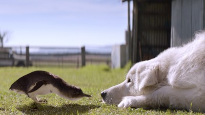 藍企鵝僅30公分「狐狸一叼就走」　找人站崗沒用...換牧羊犬來