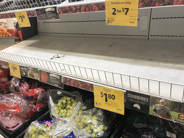 ▲▼ 澳洲「有針草莓」引爆恐慌，平常放滿草莓的超市貨架空蕩蕩。（圖／路透）