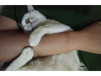 飼主曾經會將救援、接生的小貓送養，可是心裡卻非常難過，於是男主人建議將貓咪們都留下，自己撫養照顧。