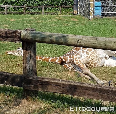 ▲台南市頑皮世界動物園飼養的一頭長頸鹿，9月23日下午被遊客目擊突然倒地不起。（圖／翻攝自臉書爆料公社）