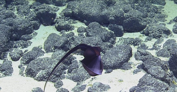 ▲▼ 美國獨立深海研究船「鸚鵡螺號」（EV Nautilus）近期發現了一隻吞鰻。（圖／OET/NautilusLive.org授權提供） 