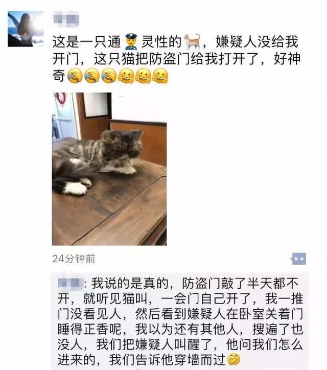 主人是嫌犯！刑警敲門無人應...貓室友趕來開門　網：請求證人保護（圖／weibo）