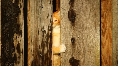 警察敲門嫌犯沒回應...貓室友趕來開門　網友：求證人保護啊！