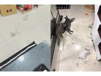 媽媽事後崩潰PO文，「養貓之後已經不知道什麼是睡到自然醒了。」