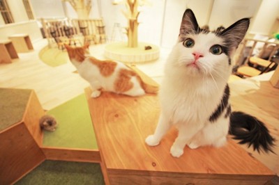 日本貓咪咖啡廳放任「貓瘟蔓延」　員工爆：疫苗亂打已死了50隻