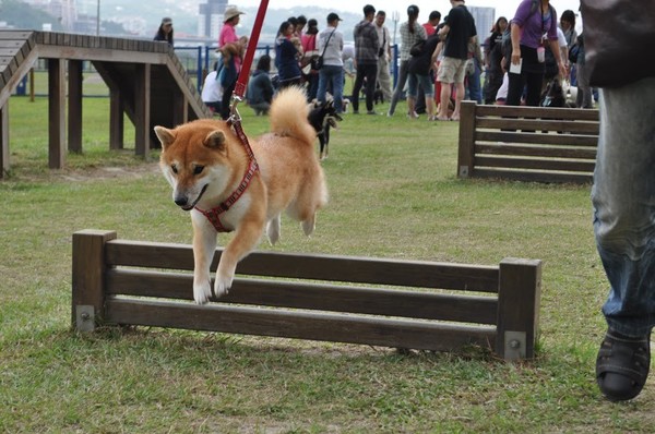 ▲▼蘆堤寵物公園寵物運動會。（圖／新北市動保處提供）