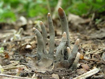 連指甲都有！真菌「死者手指」慘白扭曲...路過以為殭屍真復活