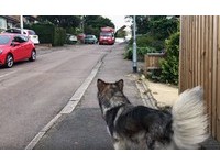 沒想到愛犬一吃就愛上，堅持每天下午都要在屋外等冰淇淋車到來！