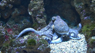 餵章魚吃「搖頭丸」　10分鐘見效…觸手纏著同伴猛親
