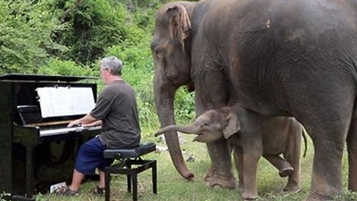 對著「殘疾老象」彈琴！鋼琴家定居叢林彈奏　樂章結束已被象鼻包圍