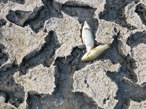 重慶市雲陽縣新津鄉永和村，29日已經乾旱、龜裂的池塘上躺著死魚，水稻抗旱已經面臨無水可澆灌的境地。（圖／CFP）
