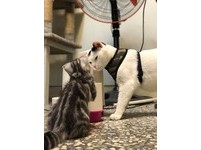 ▲1年前俏皮可愛！貓妹被哥哥帶到「走鐘」　爸心碎：同化了（圖／網友周小威授權提供）