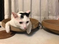 ▲1年前俏皮可愛！貓妹被哥哥帶到「走鐘」　爸心碎：同化了（圖／網友周小威授權提供）