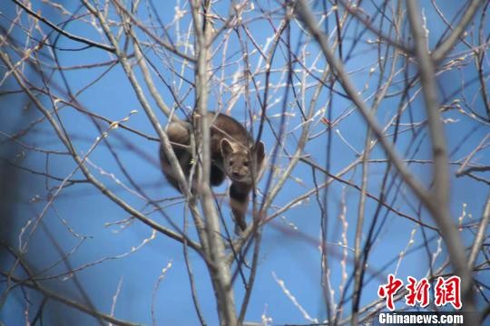 ▲▼爬到樹上的國家一級保護動物紫貂             。（圖／翻攝自中新網）