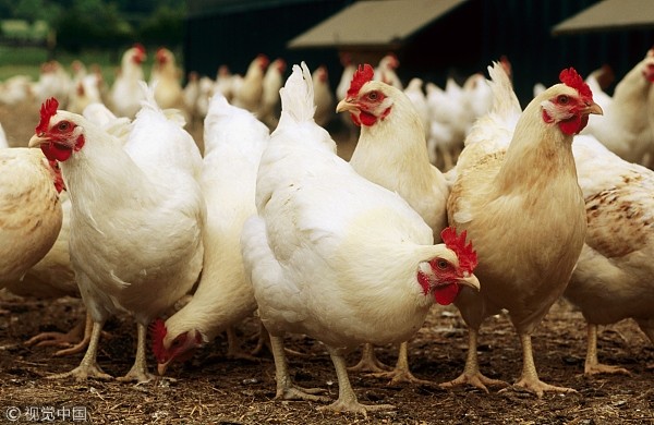 大陆出现2019首宗人类染H7N9禽流感「死亡率