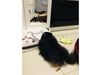 ▲聽到不能出去玩，博美無奈點頭回答「嗯」。（圖／網友Irene Hsu授權提供）