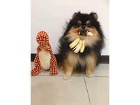 ▲聽到不能出去玩，博美無奈點頭回答「嗯」。（圖／網友Irene Hsu授權提供）