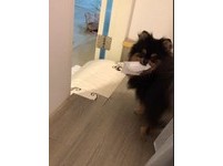 ▲聽到不能出去玩，博美無奈點頭回答「嗯」。（圖／網友Irene Hsu授權提供）
