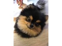 ▲聽到不能出去玩，博美無奈點頭回答「嗯」。（圖／網友Irene Hsu授權提供）