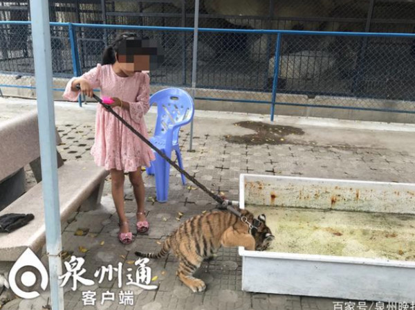 ▲▼9歲女孩公園遛老虎。（圖／翻攝自泉州晚報）