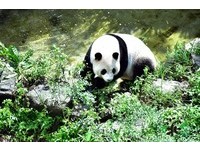 ▲天涼了！貓熊家族戶外玩耍　圓仔四處嚐鮮還推薦爸媽一起吃。（圖／台北市立動物園）