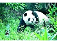 ▲天涼了！貓熊家族戶外玩耍　圓仔四處嚐鮮還推薦爸媽一起吃。（圖／台北市立動物園）