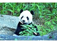 ▲天涼了！貓熊家族戶外玩耍　圓仔四處嚐鮮還推薦爸媽一起吃。（圖／台北市立動物園）