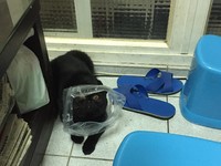 ▲▼玩垃圾桶的黑喵Q將。（圖／網友林小姐提供，請勿隨意翻拍，以免侵權。）