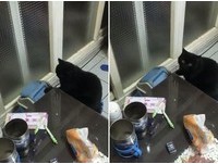 ▲▼玩垃圾桶的黑喵Q將。（圖／網友林小姐提供，請勿隨意翻拍，以免侵權。）