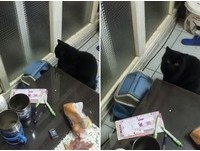 ▲▼玩垃圾桶的黑喵Q將。（圖／網友林小姐提供，請勿隨意翻拍，以免侵權。）