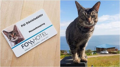 聘請貓皇擔任冰島飯店「抓鼠部主管」　貓生不易，自己的罐罐自己賺