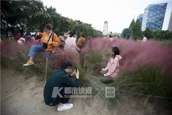 ▲▼粉黛草海。（圖／翻攝自大陸網站）