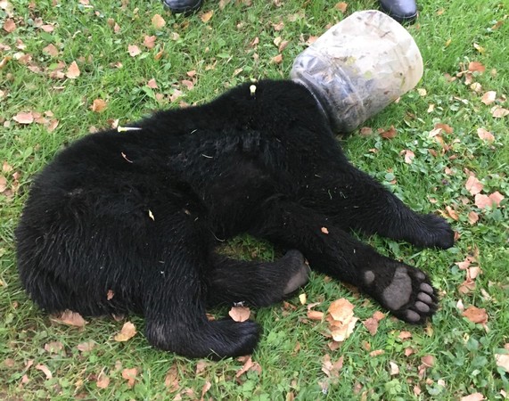 ▲▼美國馬里蘭州一隻小黑熊頭卡在塑膠水桶內。（圖／翻攝自Maryland Department of Natural Resources- Wildlife & Heritage Service官方臉書）