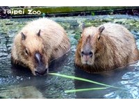 水豚是世界上體型最大的囓齒動物，廣泛分布於南美州的河流、水塘和草澤等水域，以水生植物為食，是當地許多掠食動物重要的食物來源之一。在野外，水豚通常會由一隻優勢雄性領導10-20隻個體組成的家族。