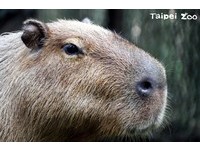 水豚常被誤認為是河馬或豬的親戚，牠的英文名字叫「capybara」，拉丁文裡意指「水中的豬」，但其實水豚基因和老鼠比較相似。