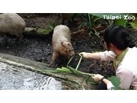 台北市立動物園表示，這次來的水豚是2公2母，目前還沒有正式名字，暫且以「水豚君1、2、3、5」稱呼牠們，待熱帶雨林新建戶外活動場啟用後，4隻水豚就能正式搬入新家，屆時就能見到牠們Q萌本尊。