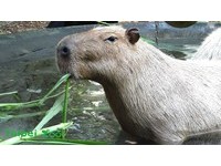 台北市立動物園從台南頑皮世界借來4隻水豚，今年5月底到達後，順利通過1個月的檢疫期，目前暫住在保育區內，未來將搬遷到熱帶雨林區定居，預計年底與大家見面！