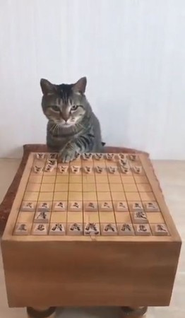 「換你了！」貓皇下棋姿勢100分。（圖／翻攝自推特帳號@mofnekoclub）