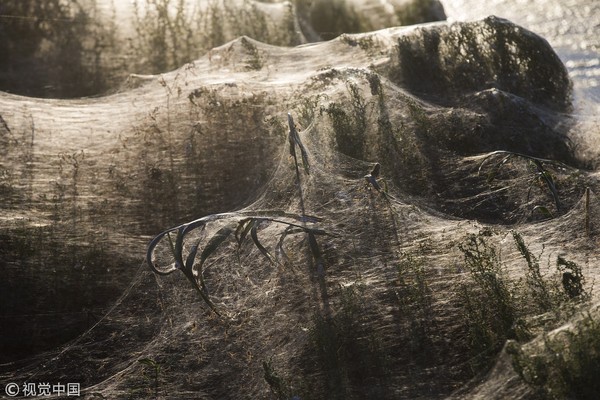 ▲▼  希臘西部沿海城鎮艾托利科（Aitoliko）9月時，一夜之間出現長約300公尺的蜘蛛網，把海岸邊草叢、道路標誌、長椅全都蓋上一層白紗。（圖／CFP）